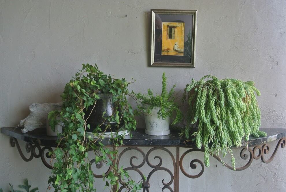 c:hord hayama店内。壁側には可愛らしい植木が置いてある。グリーンとアンティークの組み合わせも良い。